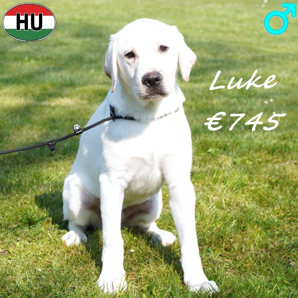 Labrador (Blond) reuen te koop, 15 weken tot 1 jaar, Buitenland, Labrador retriever, Parvo