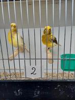 Kanaries ( Gereserveerd voor Sven t/m zaterdag  ), Dieren en Toebehoren