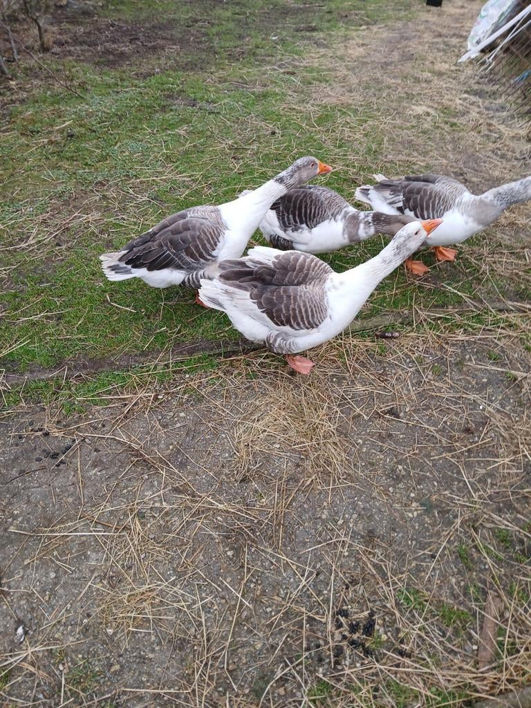 vlaamse ganzen, Dieren en Toebehoren, Mei, Meerdere dieren