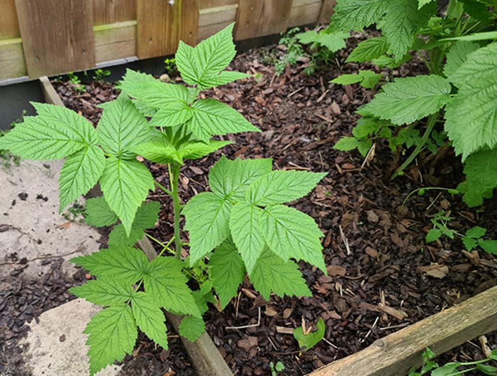 Jonge frambozen planten, Ophalen