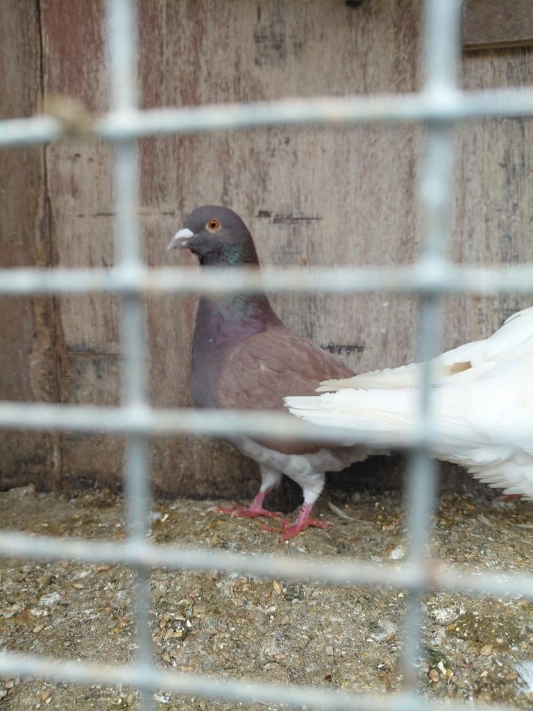 Pigeons mouchetés