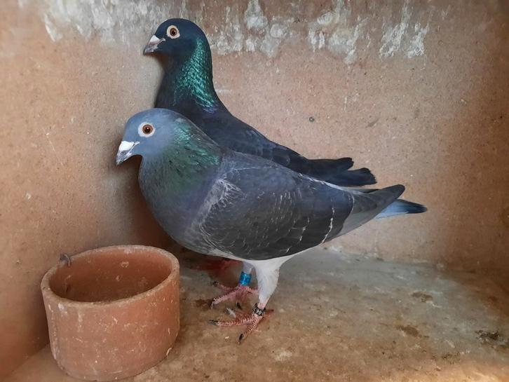 Koppel reisduiven, postduiven., Dieren en Toebehoren, Vogels | Duiven