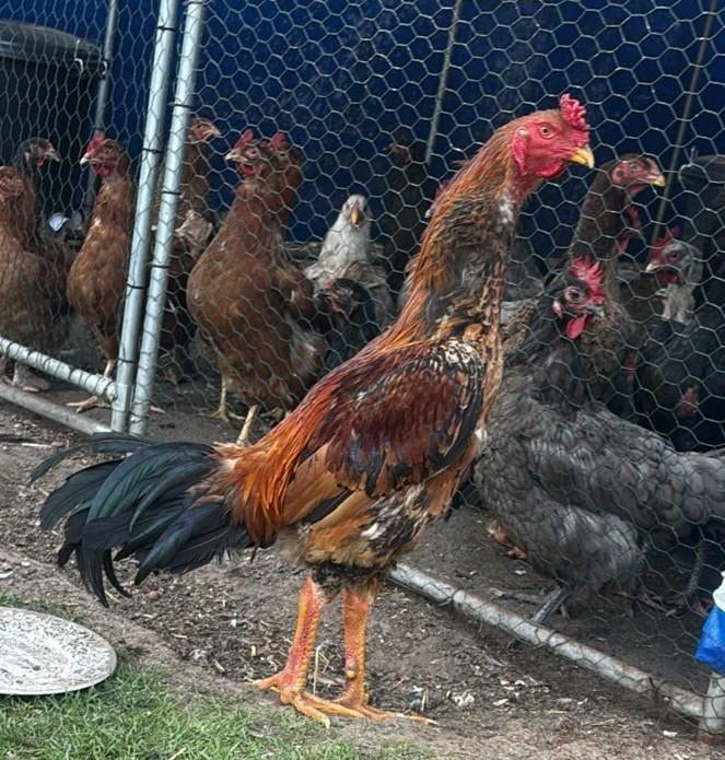 Shamo Haan te koop, Dieren en Toebehoren