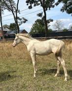 Uniek hengstenveulen, Dieren en Toebehoren, Paarden, Hengst