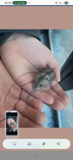 Russische dwerg hamstertjes, Dieren en Toebehoren, Hamster, November, Meerdere dieren, Tam