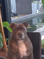 Oppas gezocht., Particulier, Hépatite contagieuse (maladie de Rubarth), Belgique, 6 ans ou plus