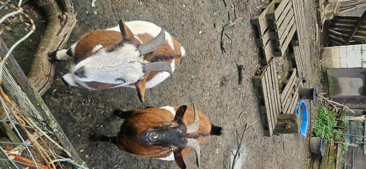 Dwerg geiten, Dieren en Toebehoren, Schapen, Geiten en Varkens, Geit, Meerdere dieren, 3 tot 5 jaar