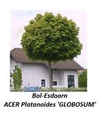 ÉRABLE SPHÉRIQUE « GLOBOSUM » HAUTE TIGES : 45€/pièce, Jardin & Terrasse, Plantes | Arbres, Enlèvement, Arbre à bulbes, 250 à 400 cm