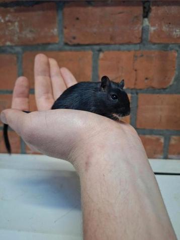 Jonge gerbils, verschillende kleurtjes, handtam  beschikbaar voor biedingen