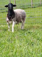 Dorper ram, Animaux & Accessoires, Moutons, Chèvres & Cochons, Mouton, Mâle, 0 à 2 ans
