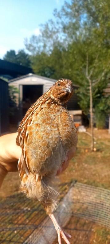 Japanse kwartel trio wildkleur beschikbaar voor biedingen