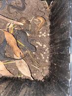 Alpenwatersalamanders, Dieren en Toebehoren, Reptielen en Amfibieën, Amfibie, 0 tot 2 jaar