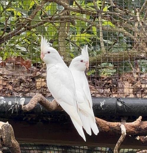 Valkparkieten 2025, Dieren en Toebehoren, Vogels | Parkieten en Papegaaien, Geslacht onbekend, Geringd