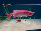 Super red arowana