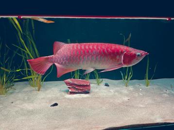 Super red arowana