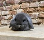 Minilop voedstertjes (transport mogelijk), Dieren en Toebehoren, Vrouwelijk, Dwerg, Hangoor, 0 tot 2 jaar