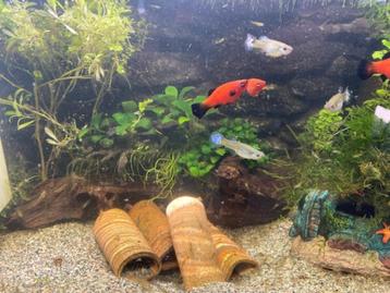 SuperFish Aquarium Home ProLED 65 beschikbaar voor biedingen