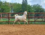 Cremello D pony hengst, Dieren en Toebehoren, Hengst, M