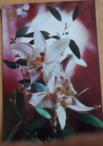Carte postale brillante ORCHID Escudo de ORO Ed.Fisa Barcelo, Collections, Cartes postales | Thème, Nature, Non affranchie, Envoi