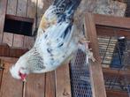 Heel klein schattig haantje te geef, Dieren en Toebehoren
