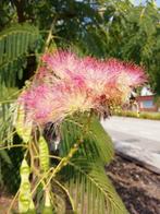 LOSSE ZADEN PERZISCHE SLAAPBOOM ALBIZIA JULL ULBRELLA, Tuin en Terras, Verzenden