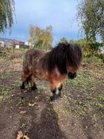 Mooi mini merrietje met stamboom, Dieren en Toebehoren, Pony's, Hengst, Met stamboom