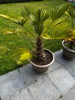 Chinese Waaierpalm, Tuin en Terras, Planten | Tuinplanten, Ophalen