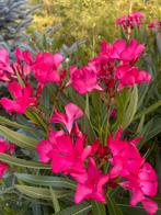 Oleander, Ophalen