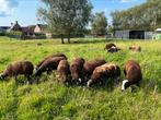 Zwartbles rammen en Baggerbonte  rammen te koop