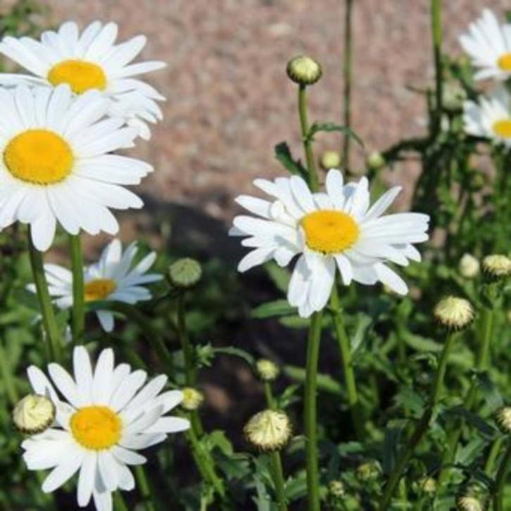 Leucantheum 'Meikoningin' of  Margriet, Tuin en Terras, Planten | Tuinplanten, Vaste plant, Volle zon, Lente, Ophalen
