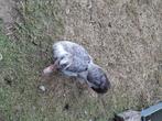 Eenden, Dieren en Toebehoren, Meerdere dieren, Eend