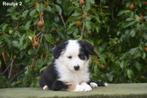 Prachtige Border Collie pups, Dieren en Toebehoren, Honden | Herdershonden en Veedrijvers, België, CDV (hondenziekte), 8 tot 15 weken