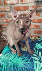 Donskoy/Don Sphynx poes Rhiona met Stamboom, Vermifugé, Chatte ou Chat, 0 à 2 ans