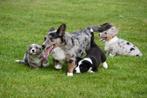 Welsh Corgi Cardigan pups te koop - Ouders aanwezig, Dieren en Toebehoren, Honden | Herdershonden en Veedrijvers, België, CDV (hondenziekte)
