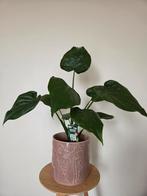 Kamerplant Monstera Deliciosa, Enlèvement