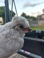 UK Araucana haantjes, Dieren en Toebehoren, Mannelijk, Kip