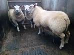 Zware dekrammen, Dieren en Toebehoren
