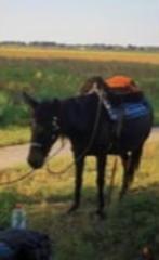 Western Muidier te lease / bruikleen, Dieren en Toebehoren, Paarden, Minder dan 160 cm, Ruin, Zadelmak, Gechipt