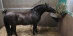Zwarte B pony, Animaux & Accessoires, Poney de récréation, B, Vermifugé, Poney B (1.17 m à 1.27 m)