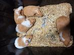 5 bonte cavia broers, Dieren en Toebehoren, Knaagdieren, Cavia, Mannelijk, November, Tam