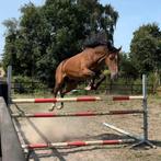 5 jarige D pony merrie, Top Magic, Dieren en Toebehoren, Ophalen, Springen