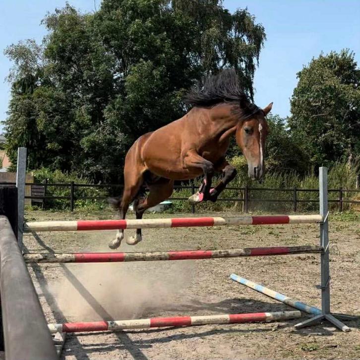 5 jarige D pony merrie, Top Magic, Dieren en Toebehoren, Paarden en Pony's | Overige Paardenspullen, Springen, Ophalen