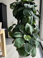 kamer plant, zonder pot, Maison & Meubles, Plantes d'intérieur, Plante verte, Plein soleil, Enlèvement, 100 à 150 cm