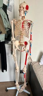 Skelet anatomie, Boeken, Studieboeken en Cursussen, Ophalen, Zo goed als nieuw