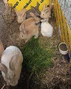 Deuste reus jonge en ook moeder te koop, Dieren en Toebehoren, Vrouwelijk, Groot, 0 tot 2 jaar