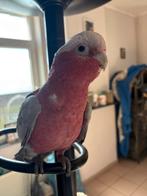 Vrouwelijke rosalbin ruilt of verkoopt, Dieren en Toebehoren, Vogels | Parkieten en Papegaaien, Vrouwelijk, Papegaai, Pratend