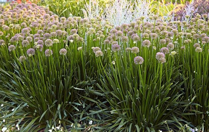 Allium Millenium, Tuin en Terras, Planten | Tuinplanten, Volle zon, Ophalen