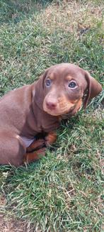 Schattige Brown Tan pups, België, Fokker | Hobbymatig, CDV (hondenziekte), 8 tot 15 weken