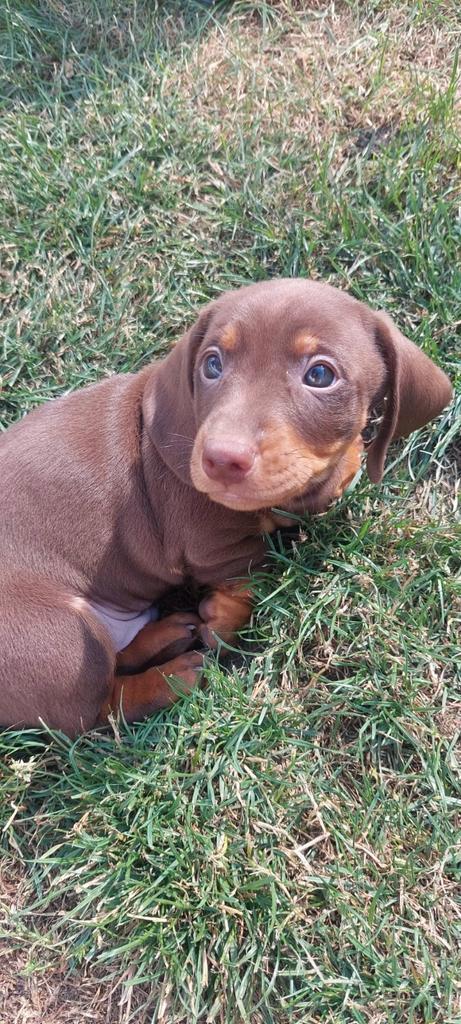 Schattige Brown Tan pups, Dieren en Toebehoren, Honden | Teckels en Dashonden, Meerdere dieren, Korthaar, Dwerg, Fokker | Hobbymatig