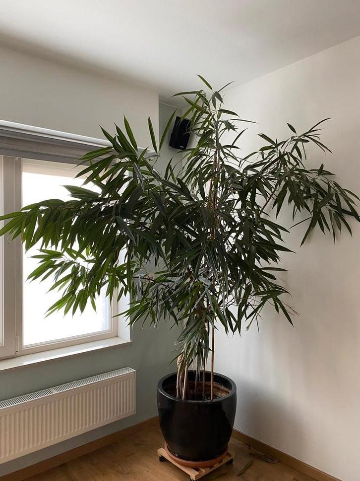 Ficus Maclellandii mét pot, Huis en Inrichting, Kamerplanten, Ficus, Ophalen